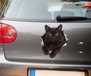 Cat Car Decal